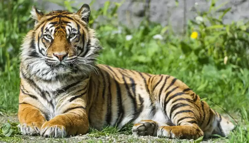 Felins Park near Paris, image of tiger